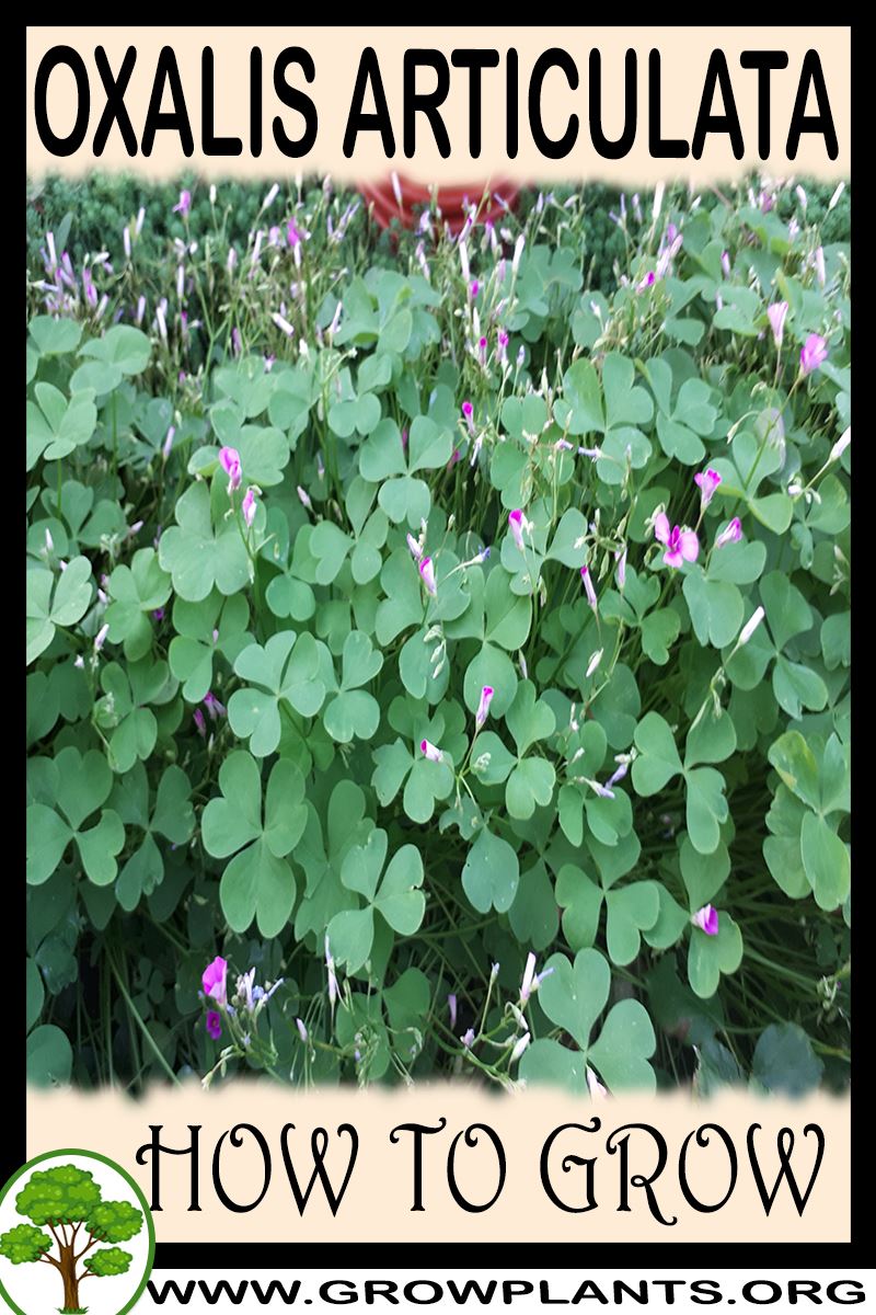 How to grow Oxalis articulata