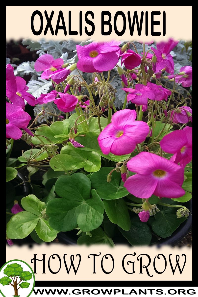 How to grow Oxalis bowiei