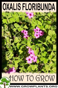 How to grow Oxalis floribunda
