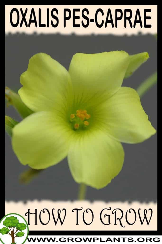How to grow Oxalis pes caprae