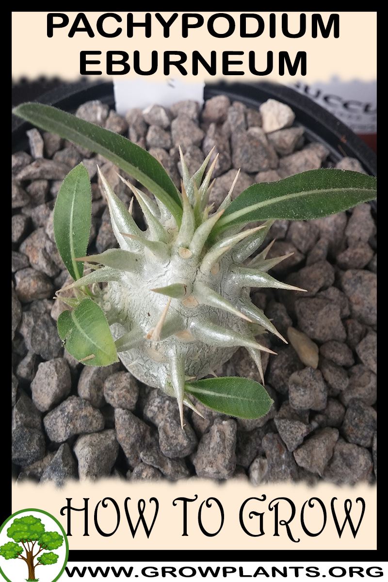 How to grow Pachypodium eburneum
