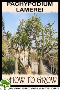 How to grow Pachypodium lamerei
