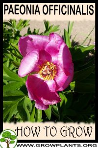 How to grow Paeonia officinalis