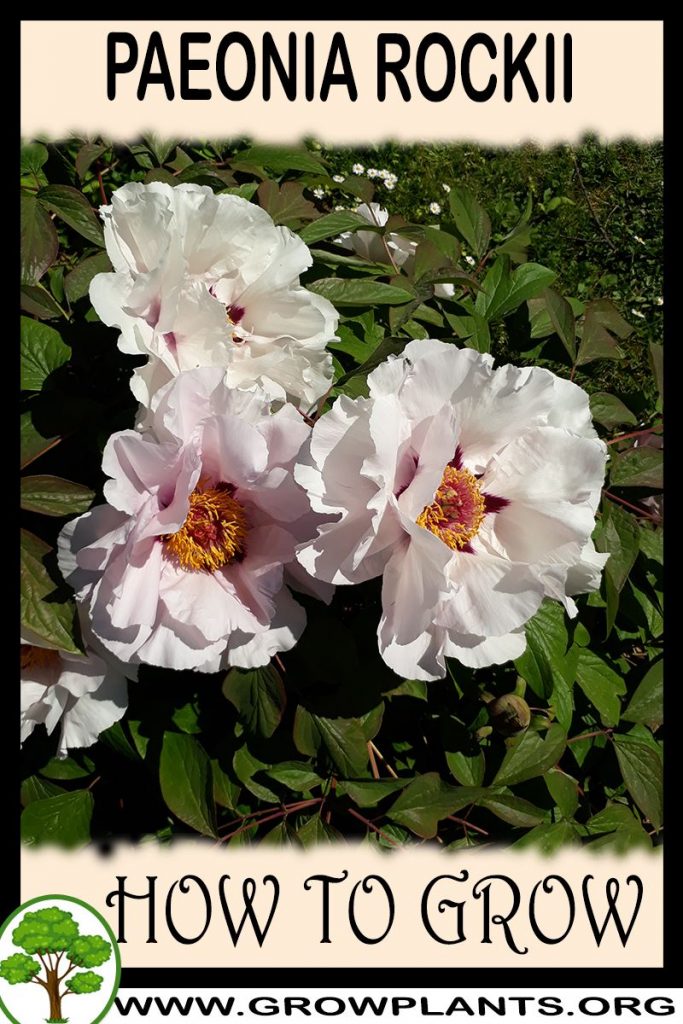 How to grow Paeonia rockii