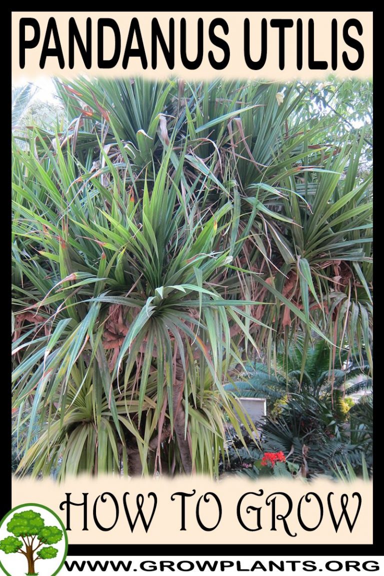 Pandanus utilis - How to grow & care