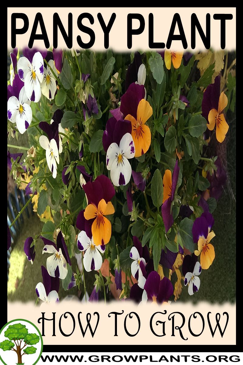 How to grow Pansy