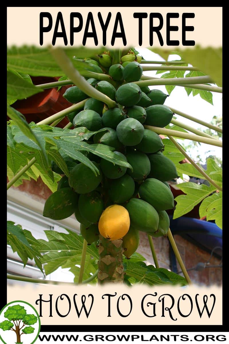 How to grow Papaya tree