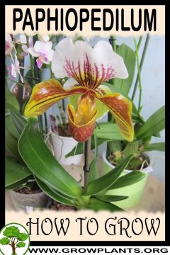 Paphiopedilum - How to grow & care