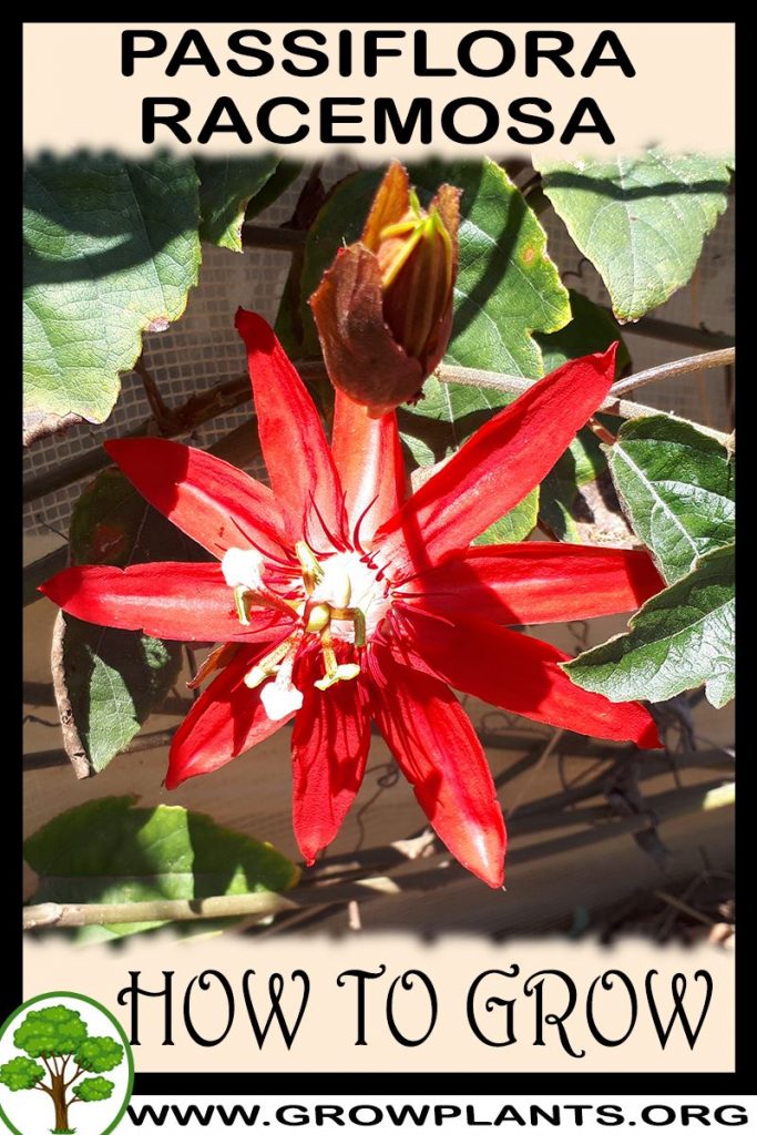 How to grow Passiflora racemosa