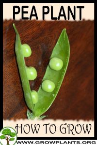 How to grow Pea plant
