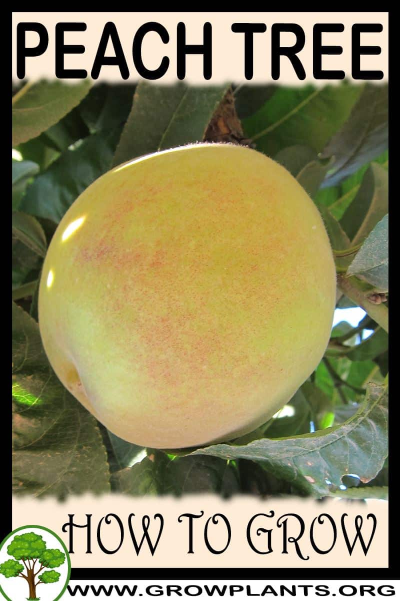 How to grow Peach tree