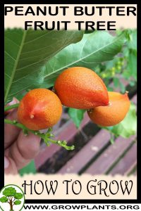 How to grow Peanut Butter Fruit