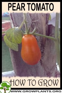 How to grow Pear tomato