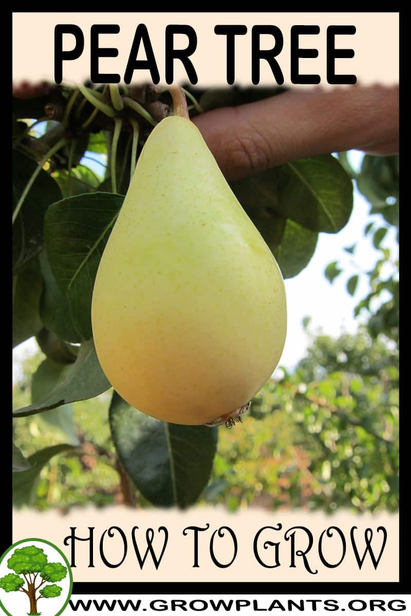 How to grow Pear tree