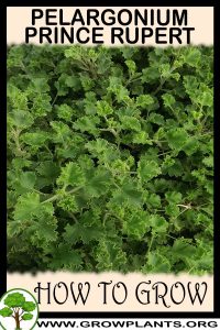 How to grow Pelargonium Prince Rupert