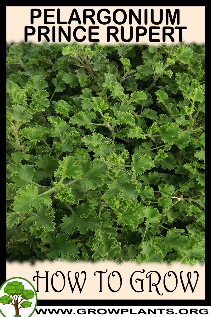 How to grow Pelargonium Prince Rupert