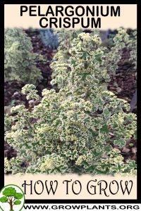 How to grow Pelargonium crispum