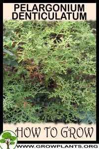 How to grow Pelargonium denticulatum