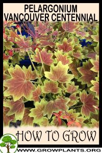 How to grow Pelargonium vancouver centennial