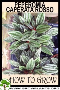 How to grow Peperomia caperata Rosso
