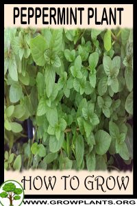How to grow Peppermint plant