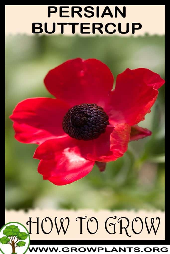 How to grow Persian buttercup