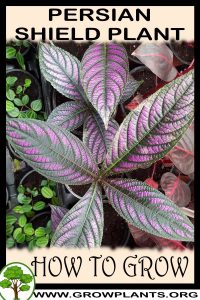 How to grow Persian shield plant