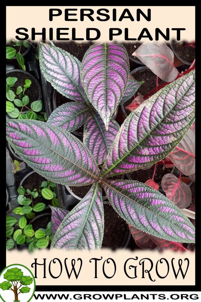 How to grow Persian shield plant