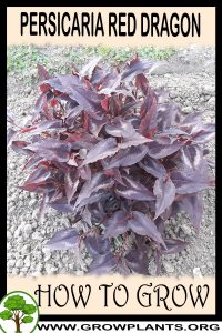 How to grow Persicaria Red Dragon