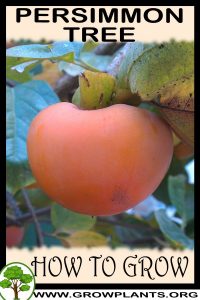 How to grow Persimmon tree
