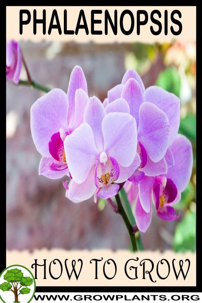 How to grow Phalaenopsis