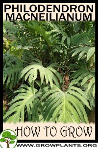 How to grow Philodendron MacNeilianum