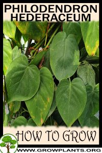 How to grow Philodendron hederaceum