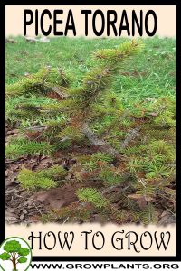 How to grow Picea torano