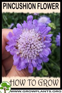 How to grow Pincushion flower