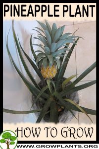 How to grow Pineapple plant