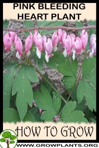 How to grow Pink bleeding heart plant