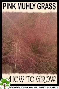 How to grow Pink muhly grass