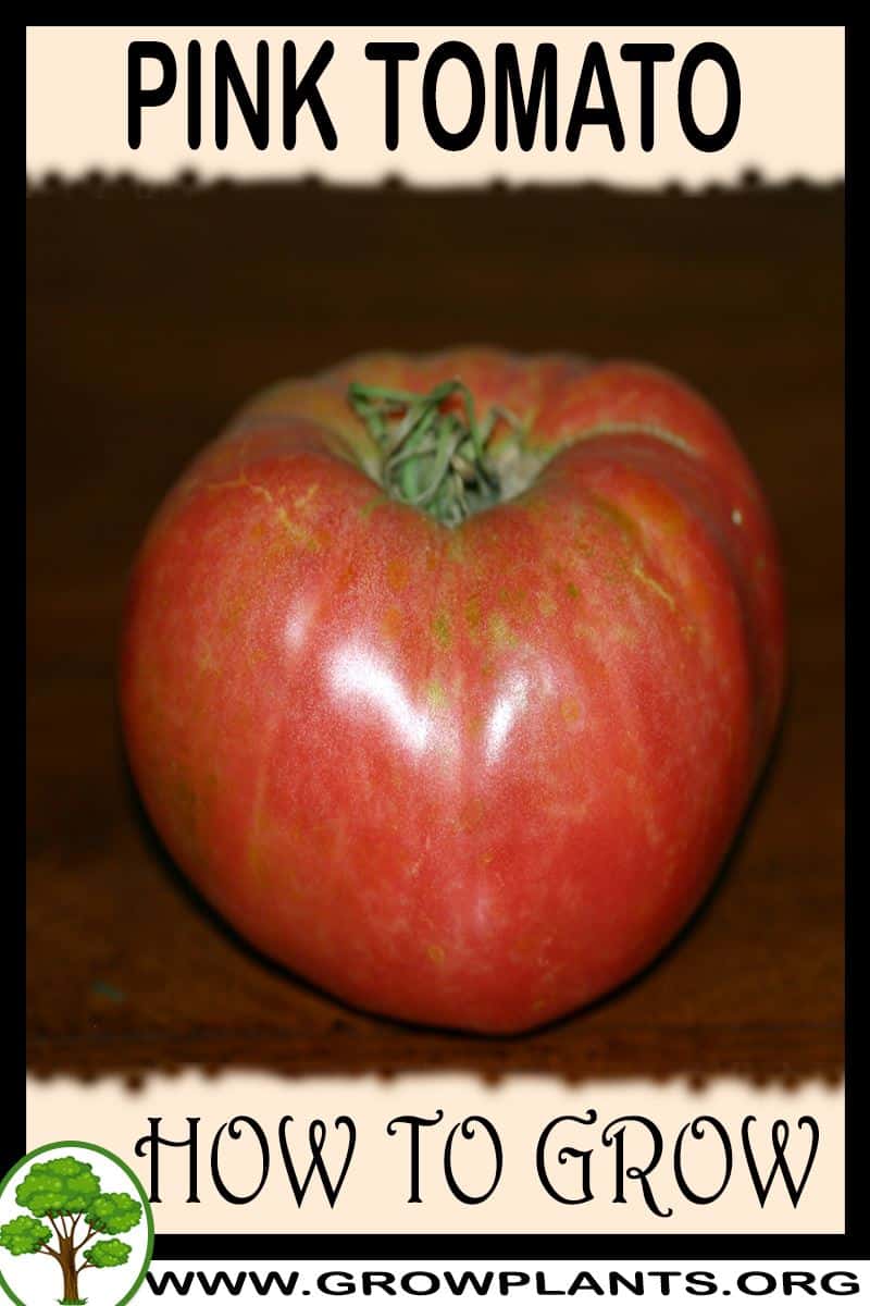 How to grow Pink tomato