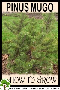 How to grow Pinus mugo