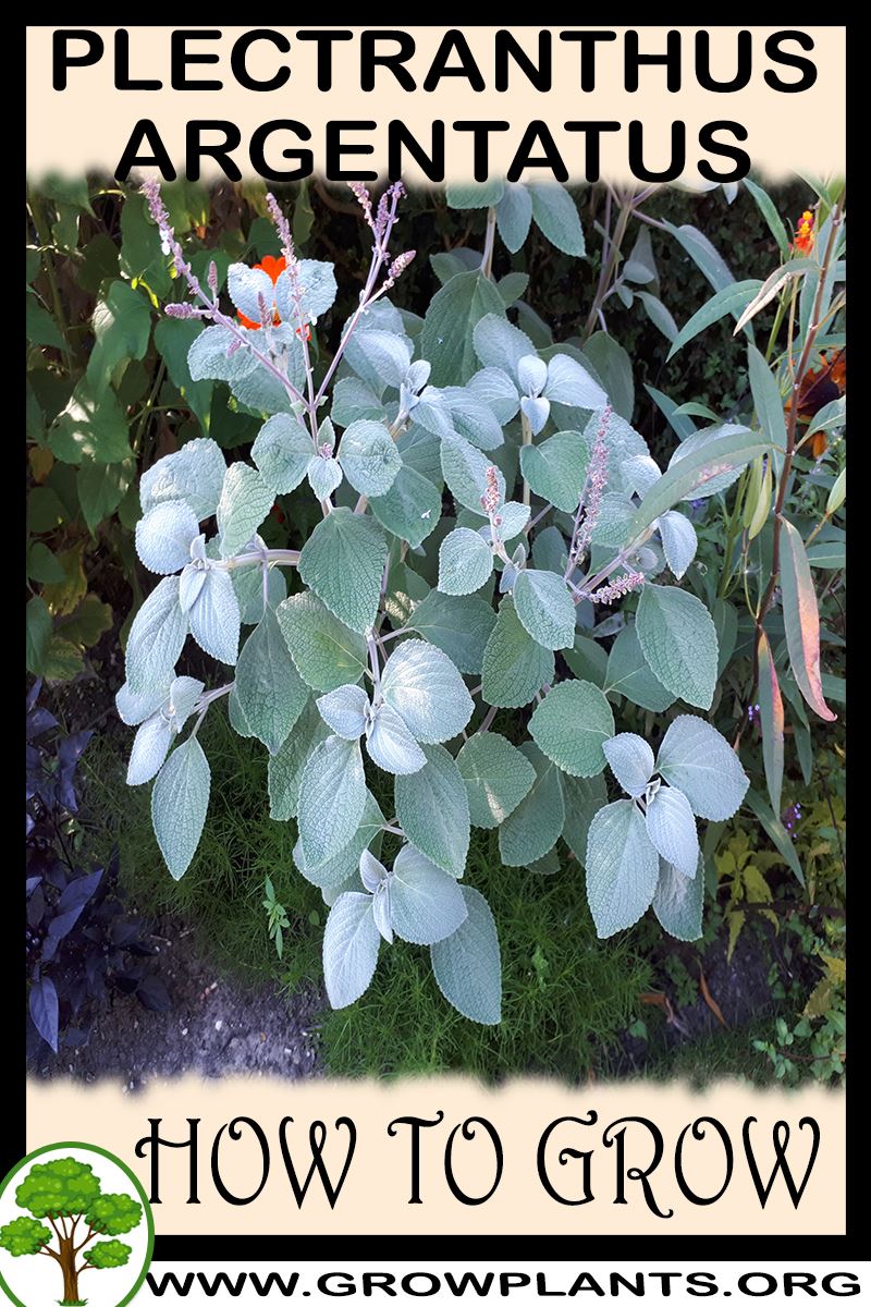 How to grow Plectranthus argentatus