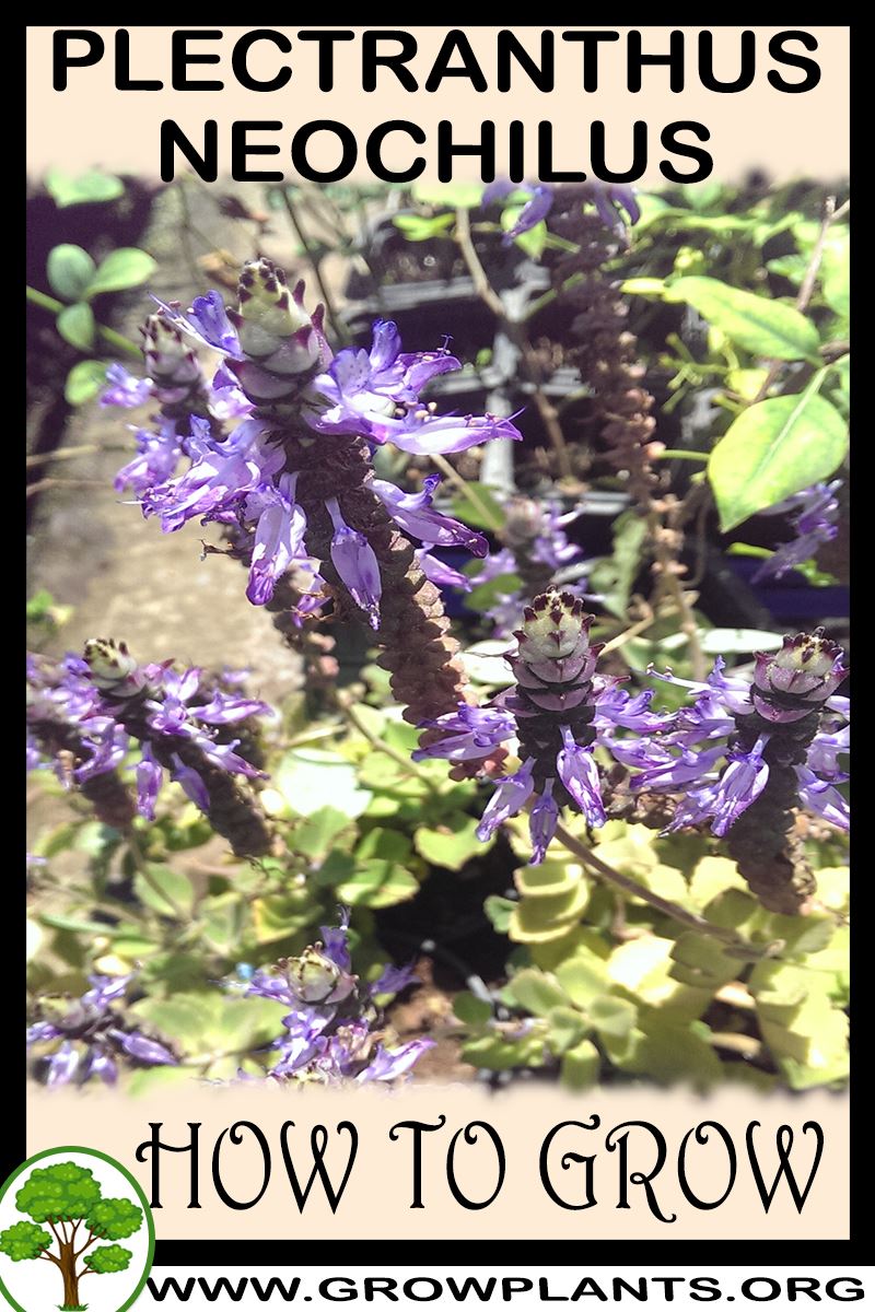 How to grow Plectranthus neochilus