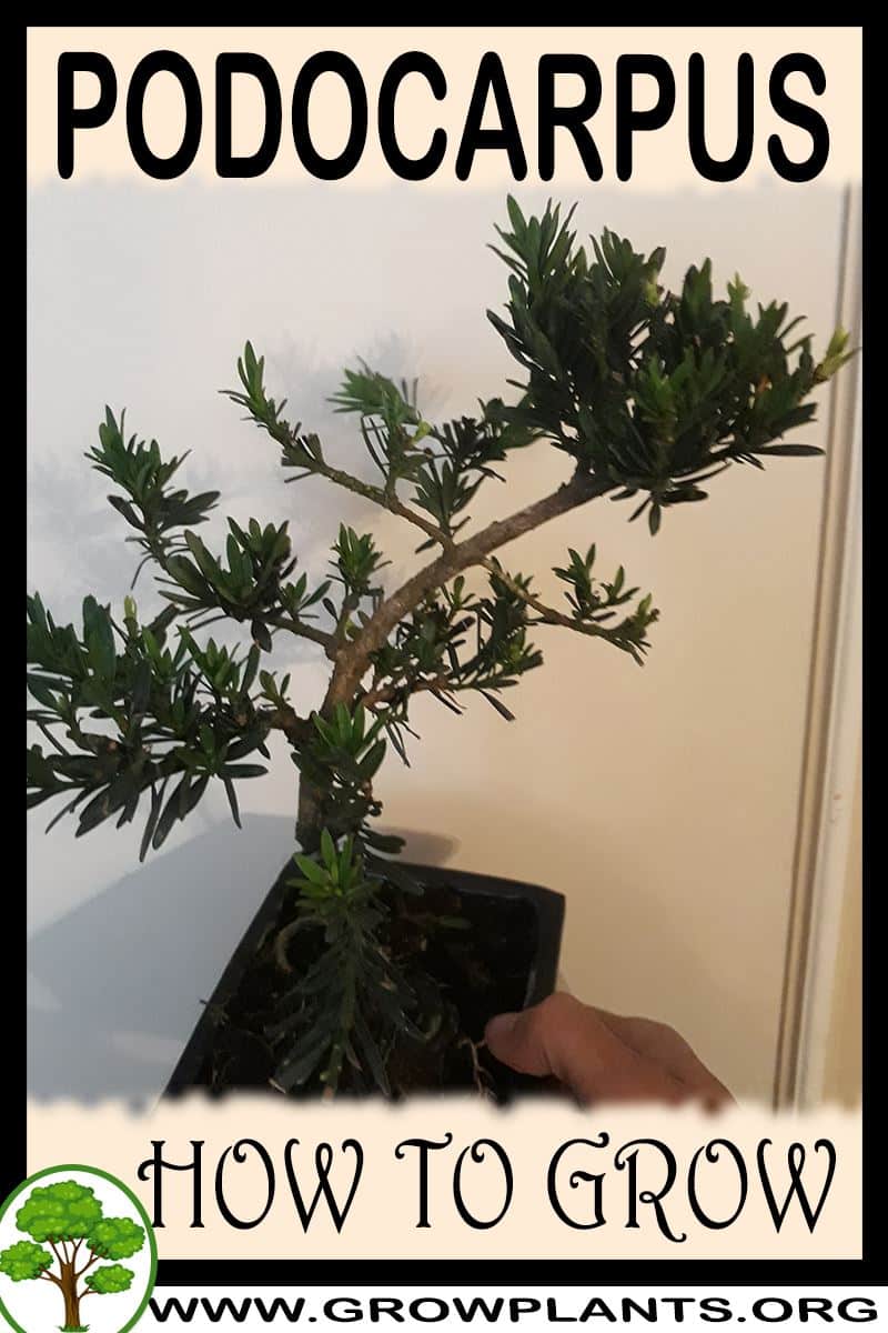 How to grow Podocarpus