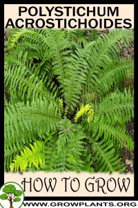 How to grow Polystichum acrostichoides