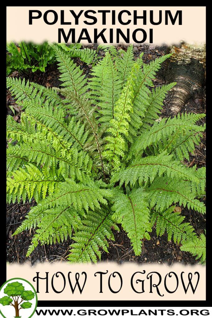 How to grow Polystichum makinoi