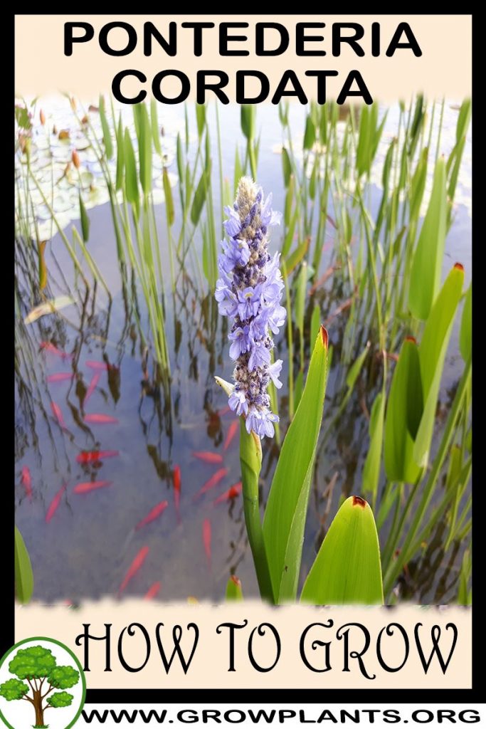 How to grow Pontederia cordata