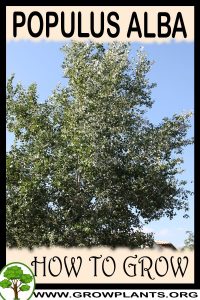How to grow Populus alba