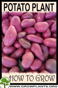 How to grow Potato plant