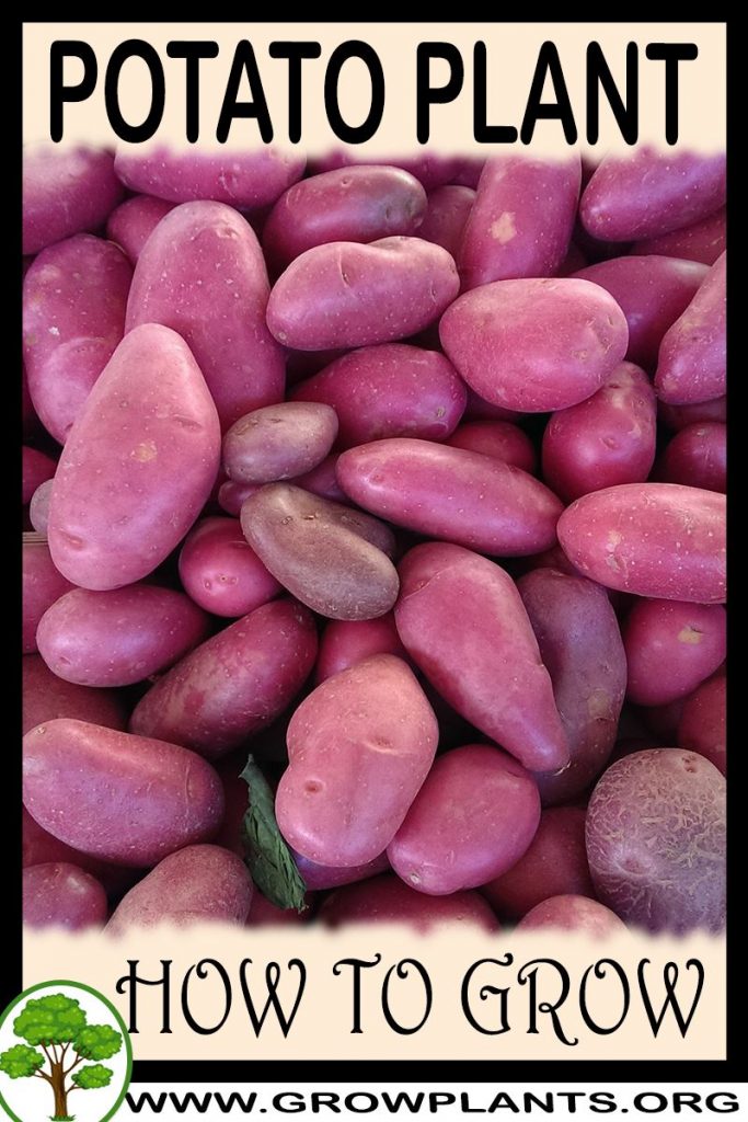 How to grow Potato plant