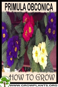 How to grow Primula obconica